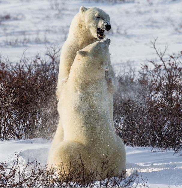 Two polar bears are playing with each other in the tundra. Canada.