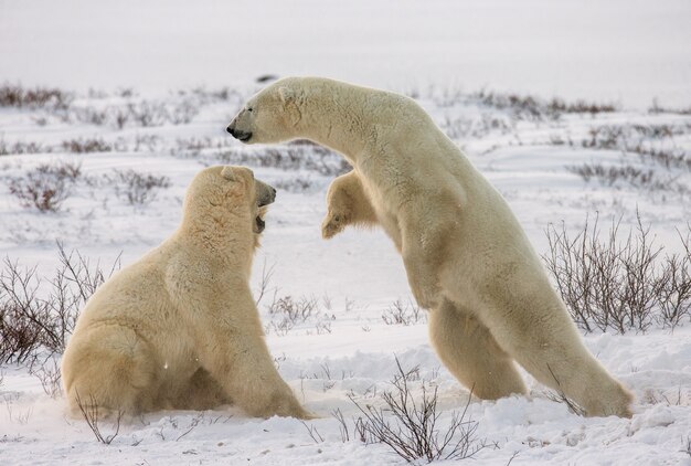 Two polar bears are playing with each other in the tundra. Canada.