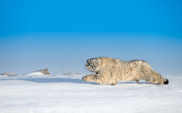 two polar bears playing in the snow with a blue sky background