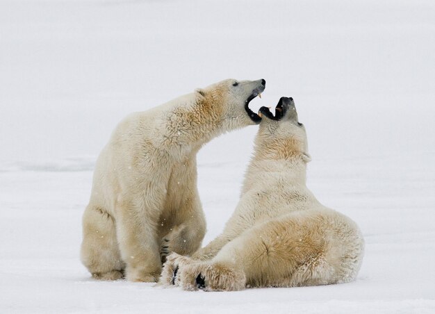 Two polar bears playing with each other in the snow