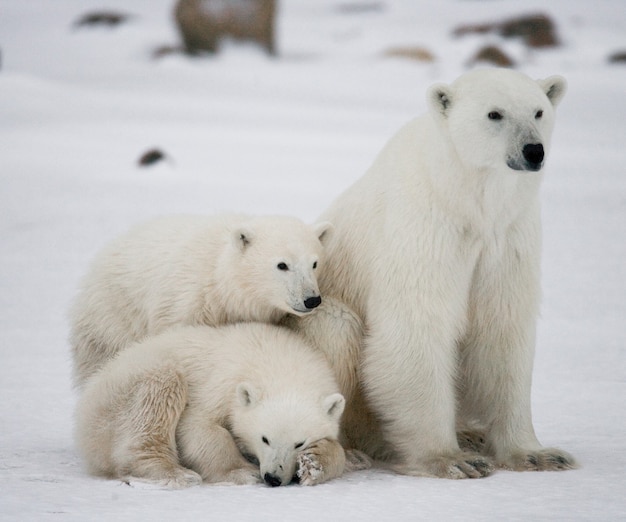 Two polar bears playing with each other in the snow