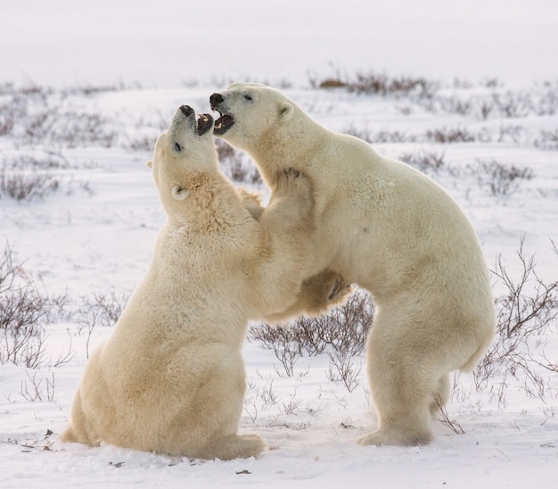 Foto due orsi polari che giocano tra loro nella tundra.