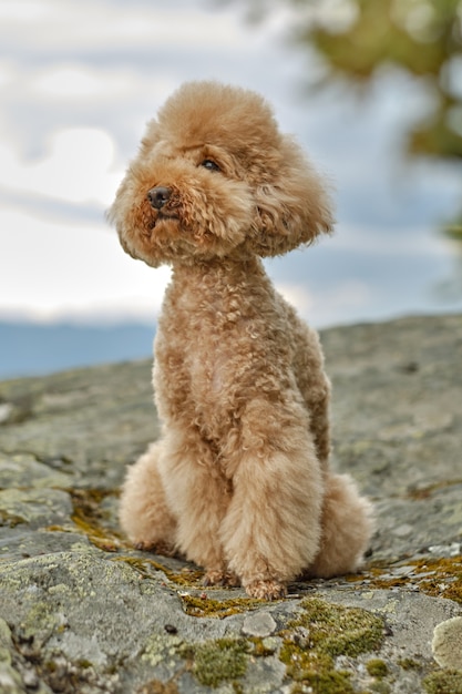 Two poodles sitting on a mountaintop