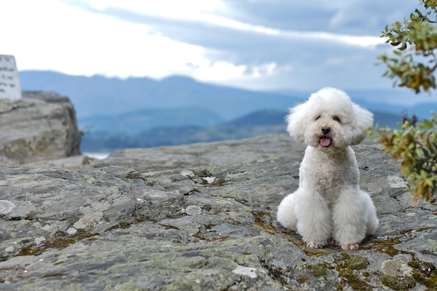 Two poodles sitting on a mountaintop