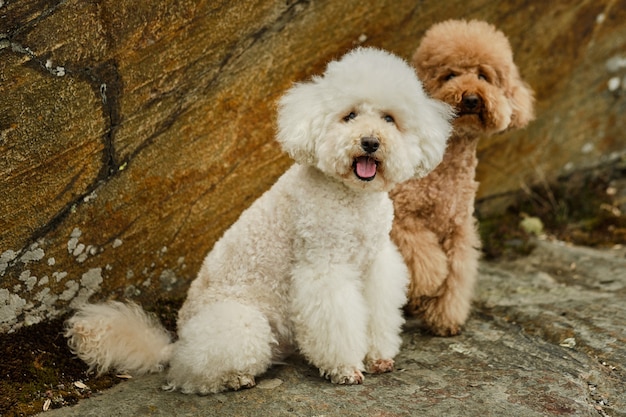 Two poodles sitting in the shade on the rocks