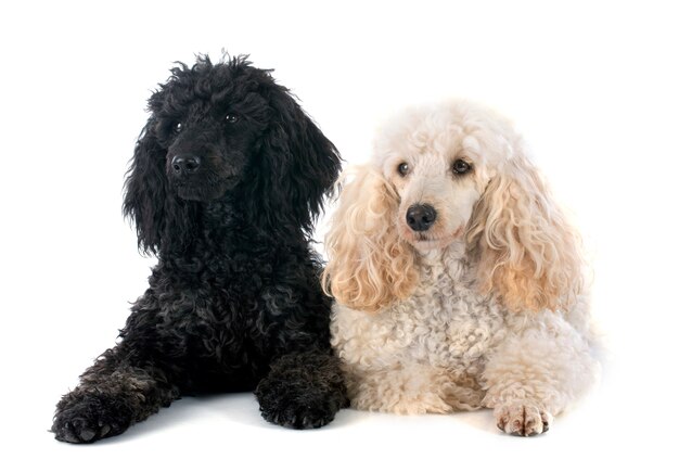 two poodles