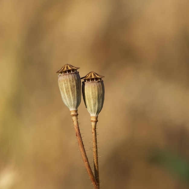 two poppy capsules on the blurred background