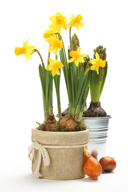 Two pots with young spring flowers over white