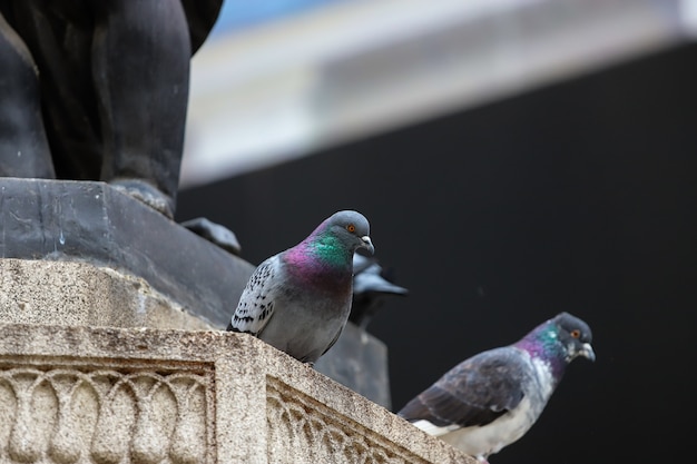 Two pretty colorful, pigeons perched on the stone ledge of a statue.