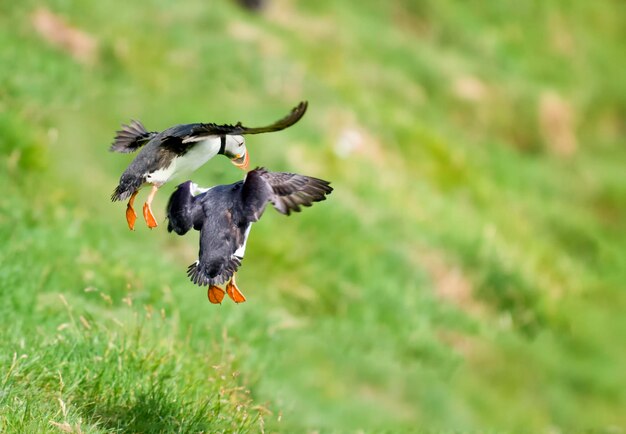 Two puffin landing on green grass