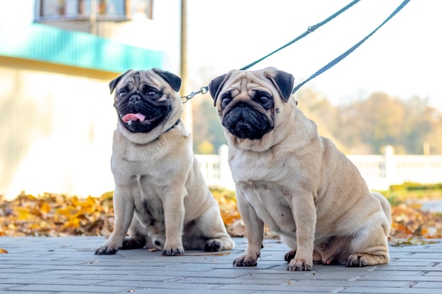 Two pug dogs on a leash in a park in the fall