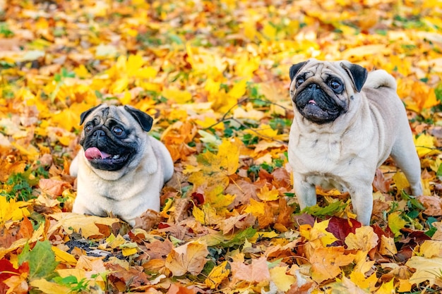 Two pugs in the park among the fallen leaves in the fall looking at something with interest