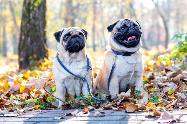 Two pugs sitting in an autumn park on dry fallen leaves