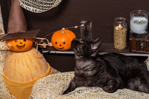 Фото Две тыквы и черный кот в коричневом сундуке на фоне бутылок с зельем