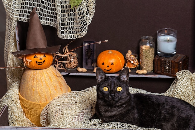 Two pumpkins and a black cat in a brown chest against the background of bottles with a potion