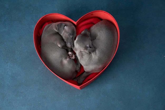 사진 두 강아지는 심장 모양의 상자에 발렌타인 데이 파란색에 귀여운 애완 동물