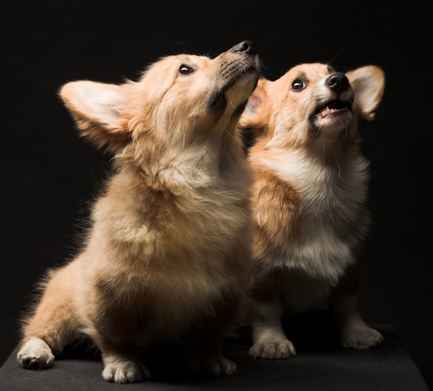 2匹の子犬。閉じる