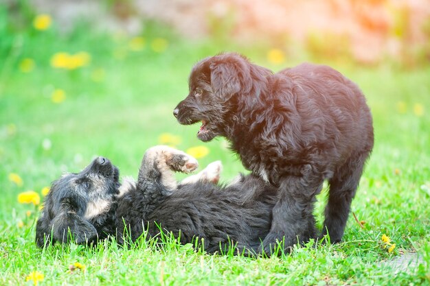 2匹の子犬の犬が遊ぶ