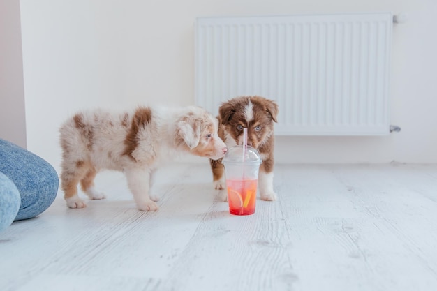 Two puppies drinking from a cup on the floor