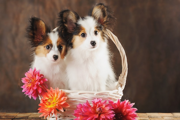 Two puppies papilion in white basket with dahlias on dark