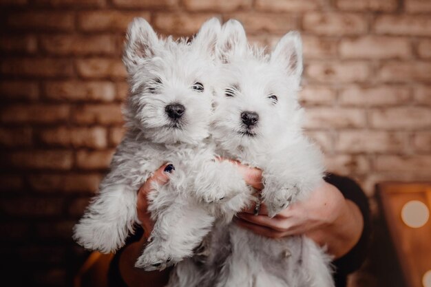 두 마리의 강아지 웨스트 하이랜드 화이트 테리어(West Highland White Terrier)는 배경에 아름다운 조명이 있는 어두운 실내에 있습니다.