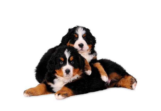 Photo two puppy bouvier bernese mountain dogs on white background