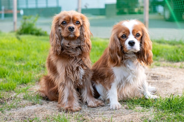 Two purebred cavalier king charles spaniel dogs off leash outdoors in nature