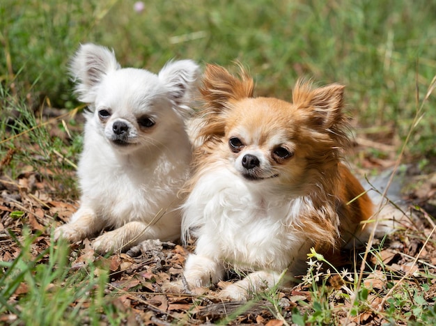 two purebred chihuahuas laid down in the nature