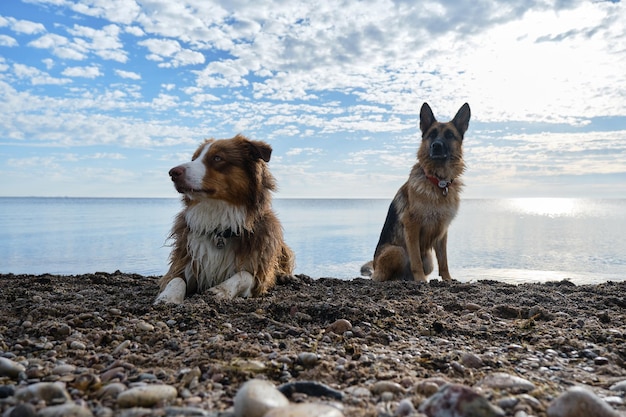 Two purebred dogs on beach Australian Shepherd lying on seashore and German Shepherd sitting next to