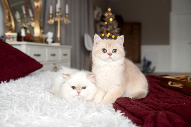 Two purebred longhaired British kittens on a bed in a Christmas interior