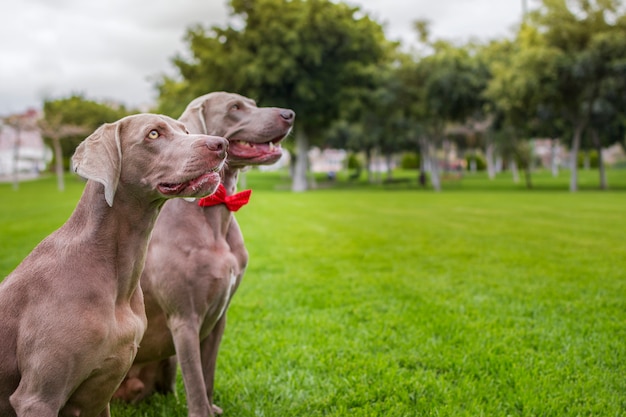 Two purebred weimaraner dogs, very elegant, sitting on the\
grass of nature.