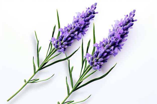 two purple flowers on a white surface