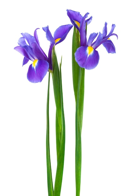 Two purple iris