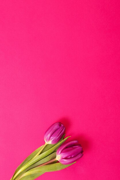 Two purple tulips on pink background