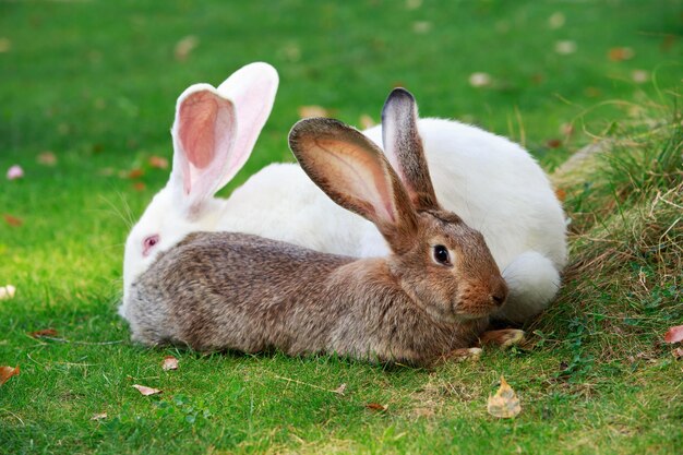 Photo two rabbits on a green