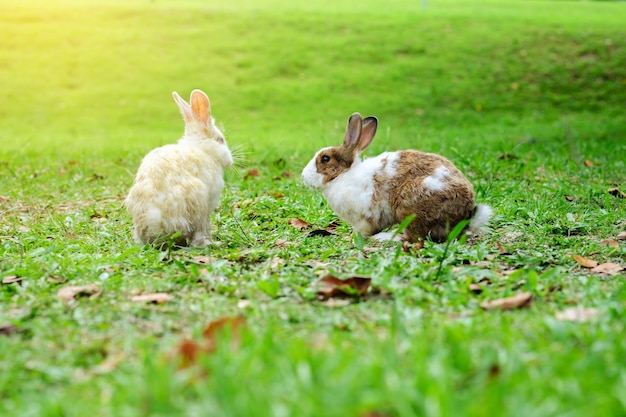 Photo two rabbits run in the garden