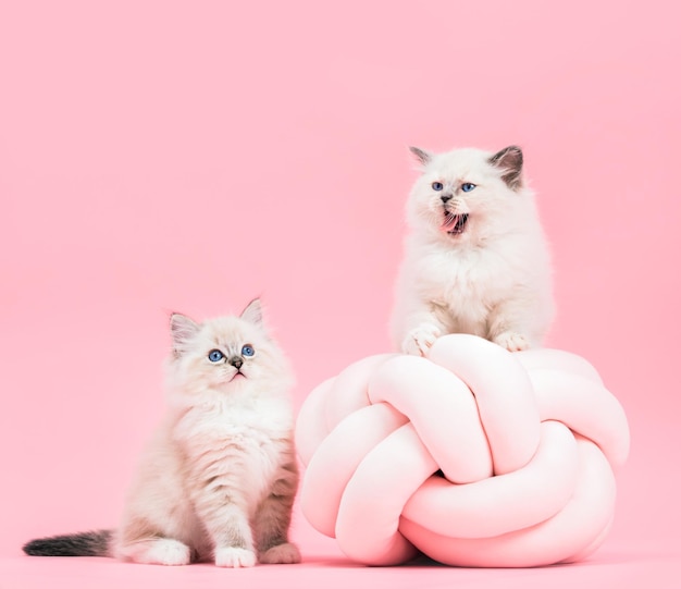 Two Ragdoll cats small cute kittens portrait on funny knott pillow