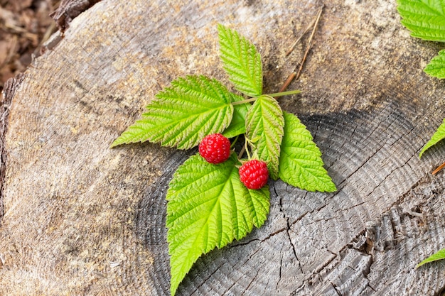 Two raspberries on a branch with green leaves are lying on a stump in the forest. Red forest berries