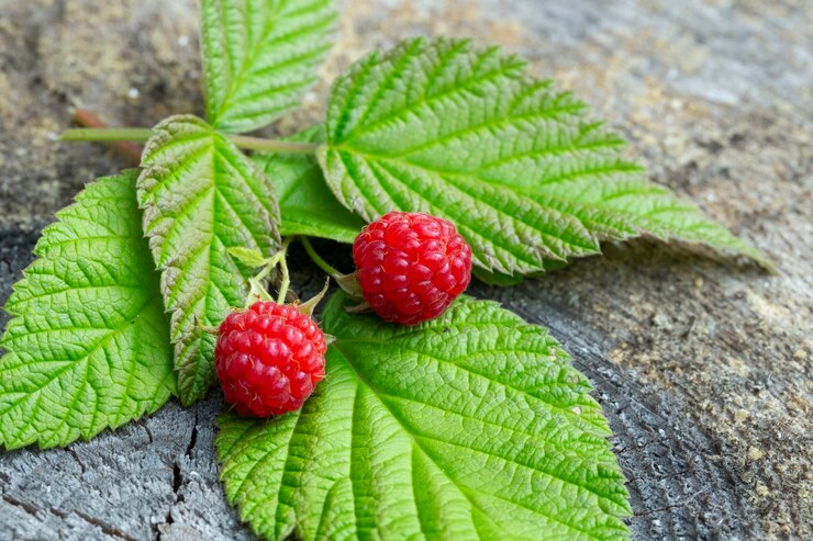 Two raspberries on a branch with green leaves are lying on a stump in the forest. Red forest berries