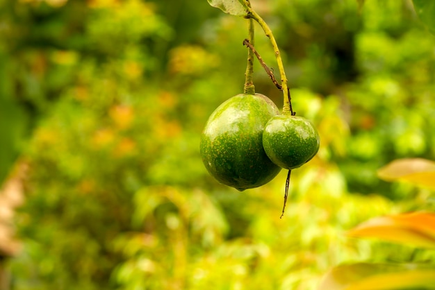 Two raw and fresh avocados on an avocado tree branch selected\
focus