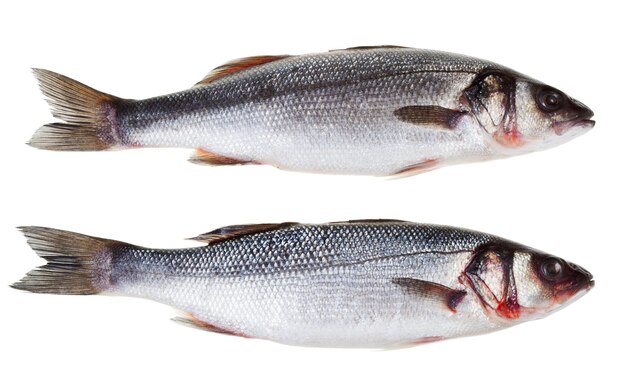 Two raw sea bass