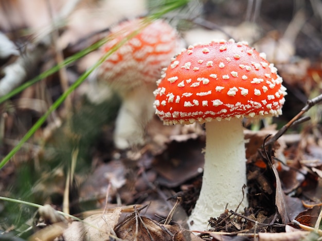 두 개의 빨간 amanita, 자연 환경에서 Fly Agaric