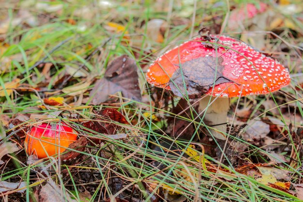 Two red Amanita in the forest