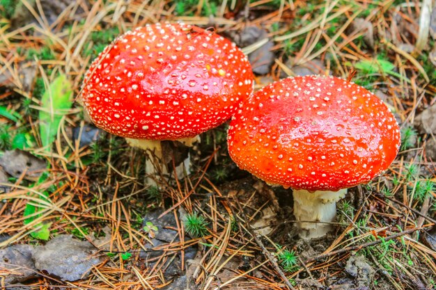 숲에서 두 개의 빨간 Amanita