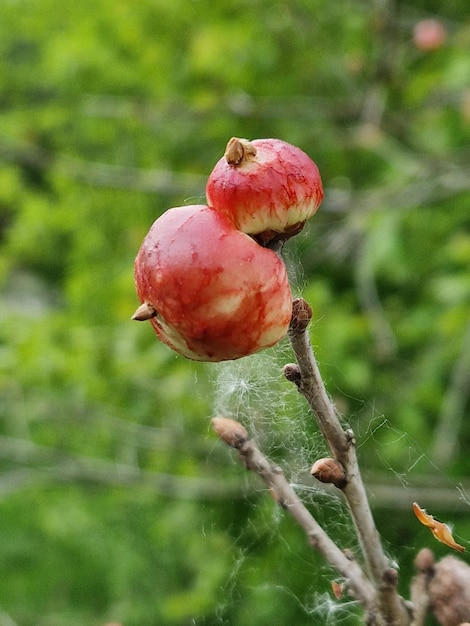 Two red apples on a tree