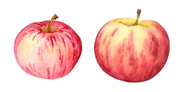 Two red apples. Watercolor fruit