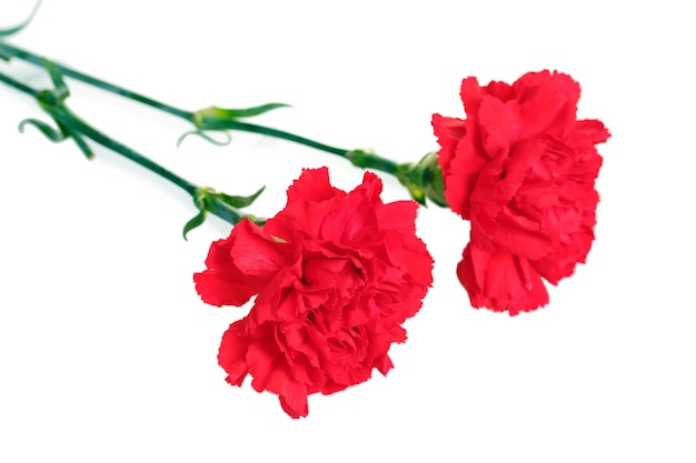 Two red carnation isolated on white