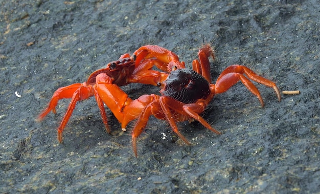 Two red crabs fighting