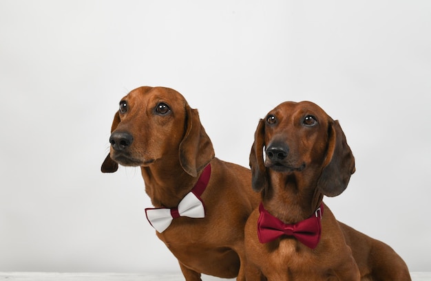 Two red dachshunds in beautiful ties