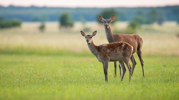 Two red deer looking on grass in spring nature with copy space